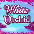 White Orchid